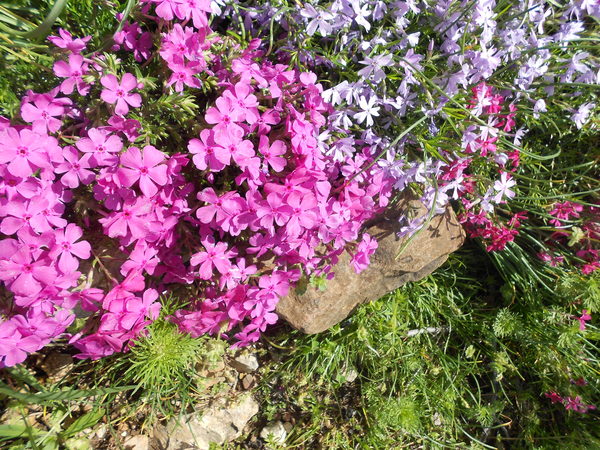 Pink Phlox