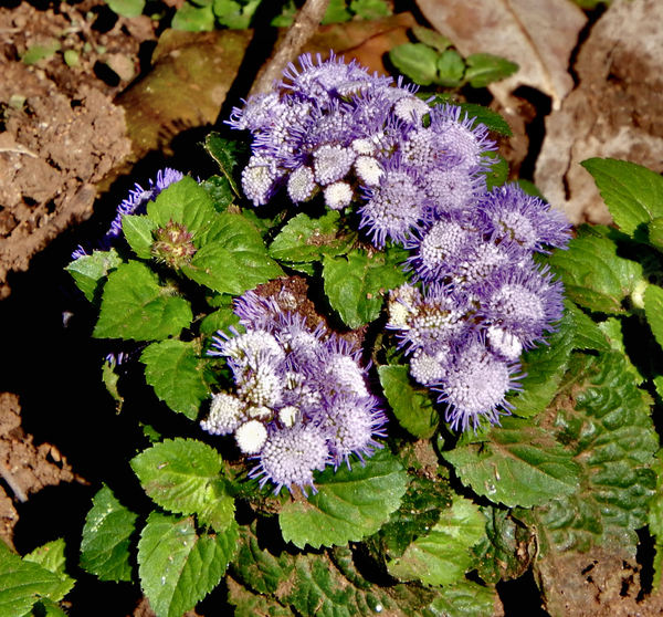 purple clusters1