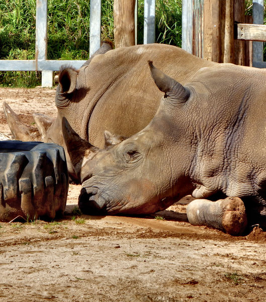 rhino snooze1
