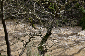 trees in river 1