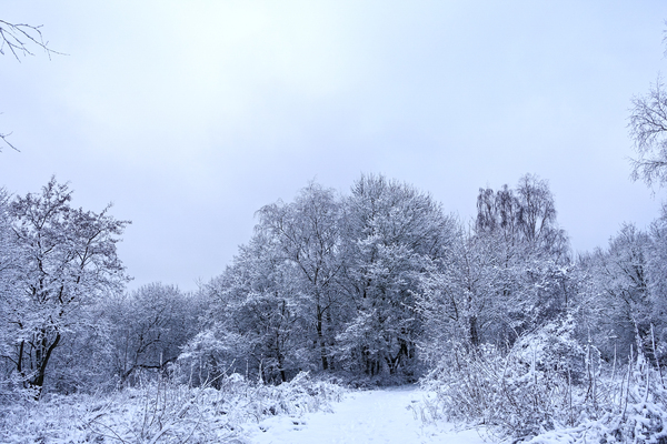 peaceful winter landscape