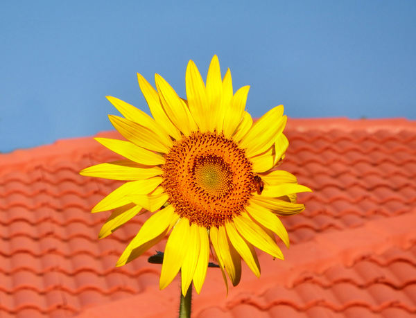 summer sunflower2