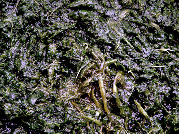 cooked spinach1