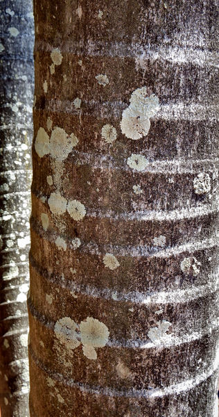 palm tree lichen