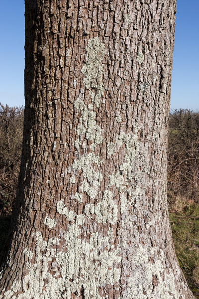 Oak tree with lichens