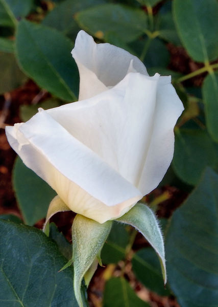 white rose4
