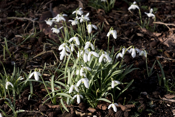 Early spring flowers