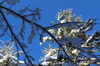 árbol del invierno de Adirondack