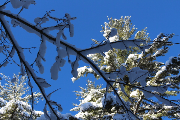 Adirondack winter tree