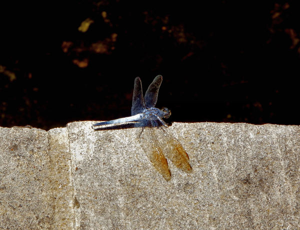 dragonfly on the edge2
