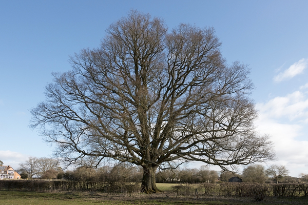 Oak tree in winter