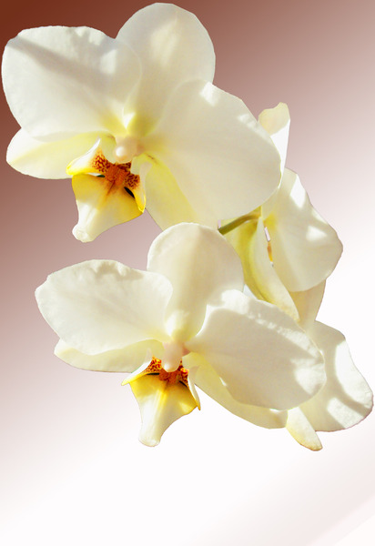 Delightful Orchid