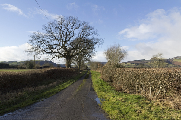 Rural lane in winter
