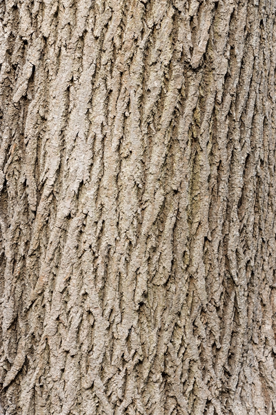 Ash bark texture