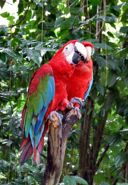 colourful macaws1