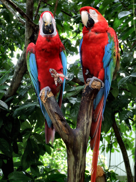 colourful macaws2