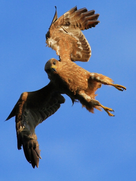 Yellow Billed Kite Attack