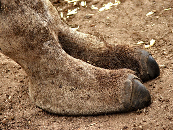two-toed camel foot
