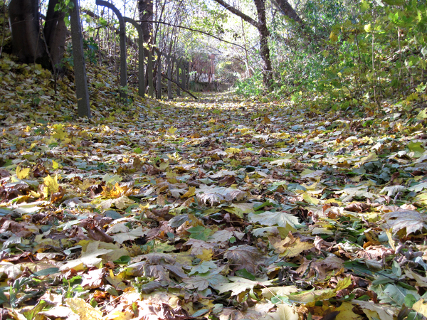 A path full of leaves