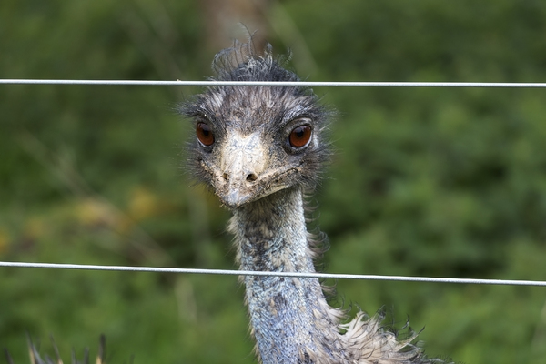 Emu jail