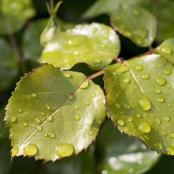 Raindrops on fresh leaves
