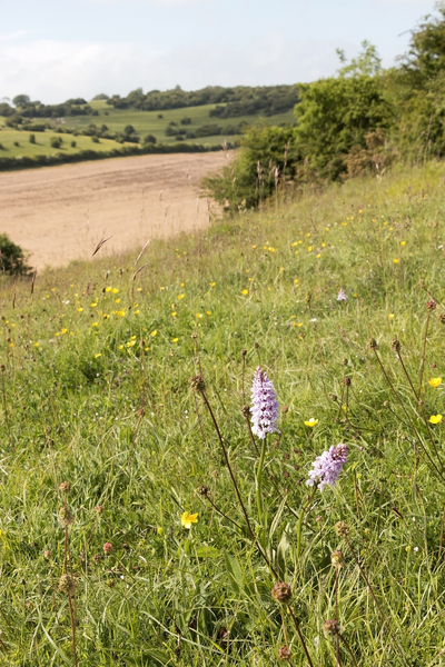 Chalk downland with orchids