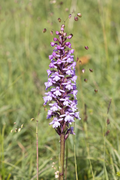 Wild orchid flowers