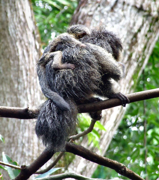 wet marmoset mother & baby1