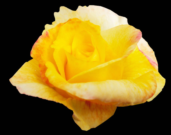 Download yellow roses | Free stock photos - Rgbstock - Free stock ...