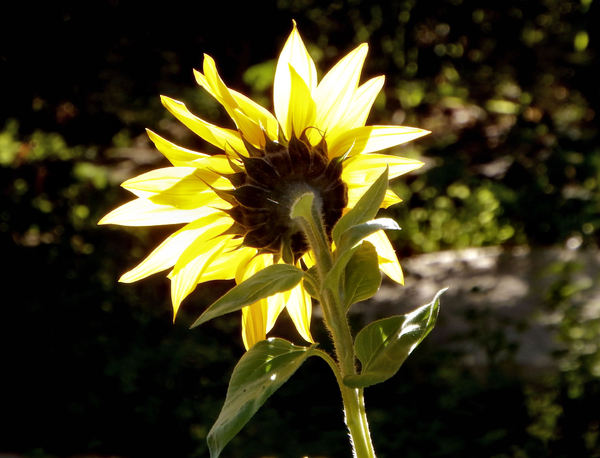sunflower gold6