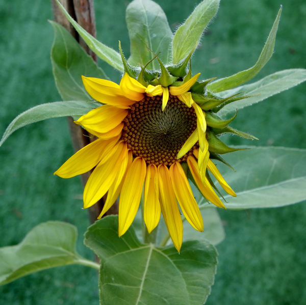 sunflower gold8