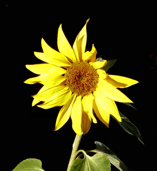 sunflower gold7