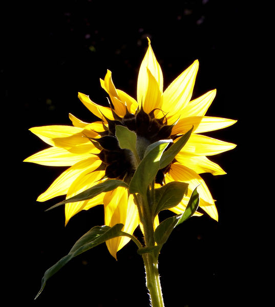 sunflower gold5