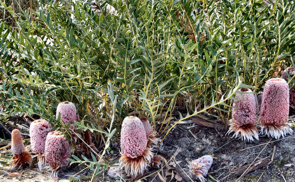 ground covering banksia1