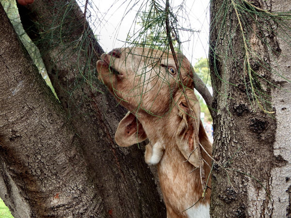 boys & goats climb trees4
