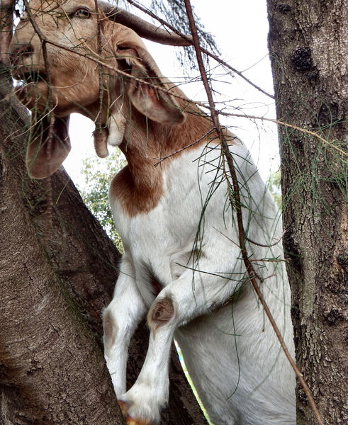 boys & goats climb trees5