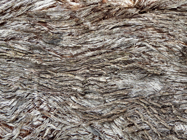 stringy bark textures1