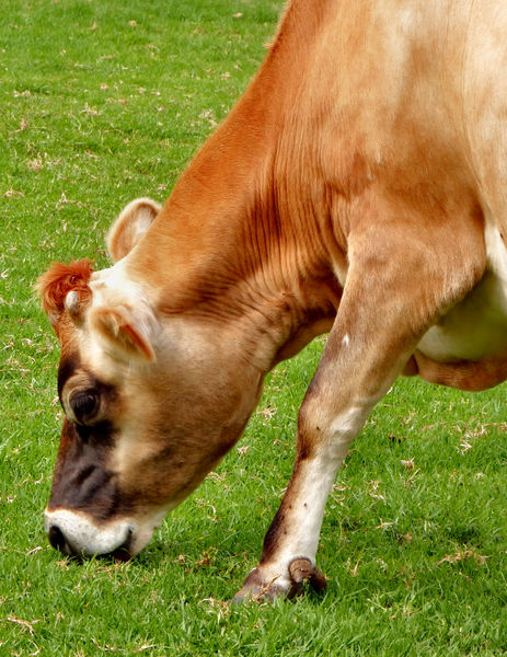 grazing cow1