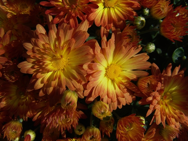 Autumn Chrysanthemum