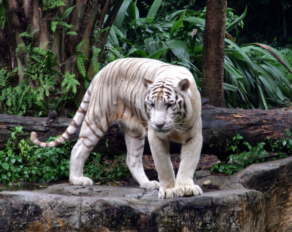white tigers1