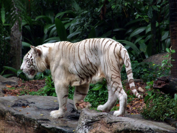 white tigers4