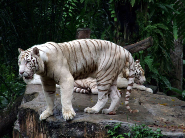 white tigers7