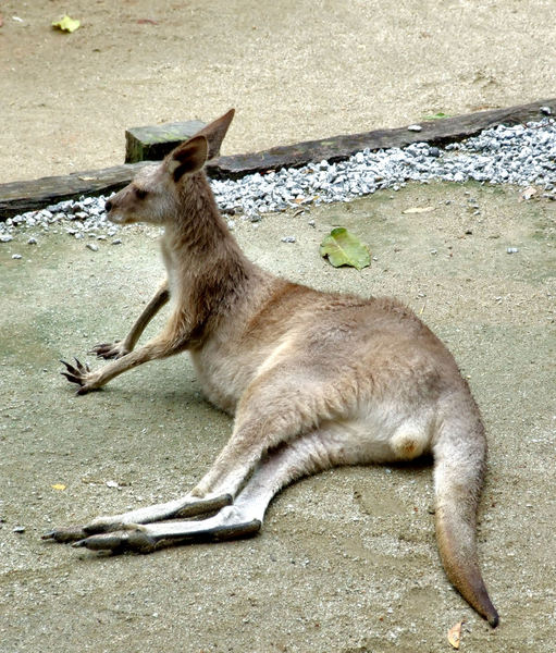 kangaroo mob3
