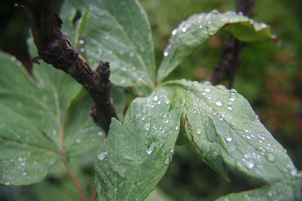 plant with raindrops