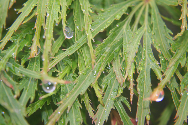 Rain drops on serrated leaves
