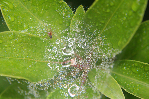 Spider and raindrops on web