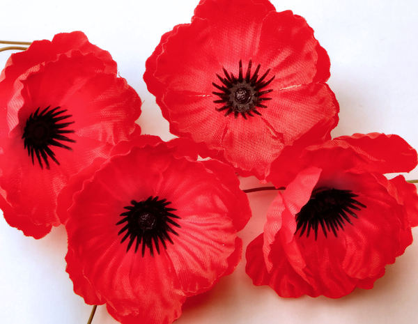 remembrance poppies2