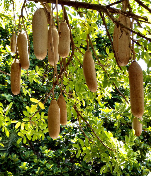 sausage tree2