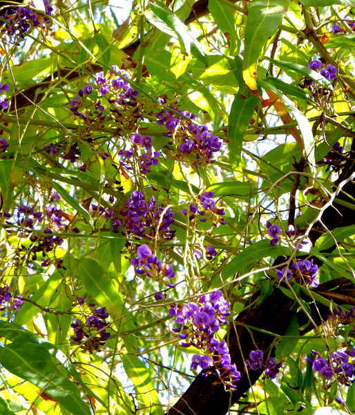 bush spring colours16