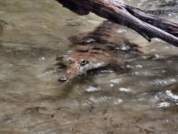 freshwater croc1